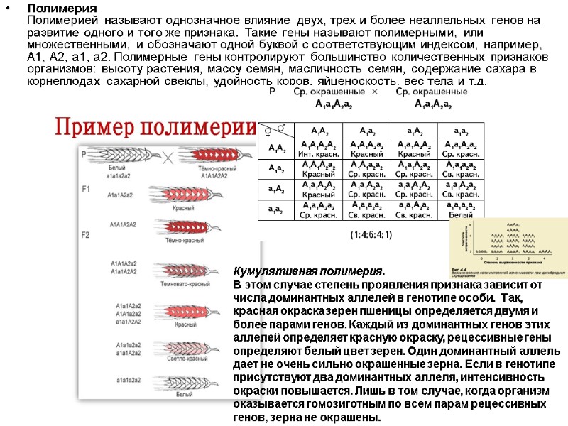 Полимерия Полимерией называют однозначное влияние двух, трех и более неаллельных генов на развитие одного